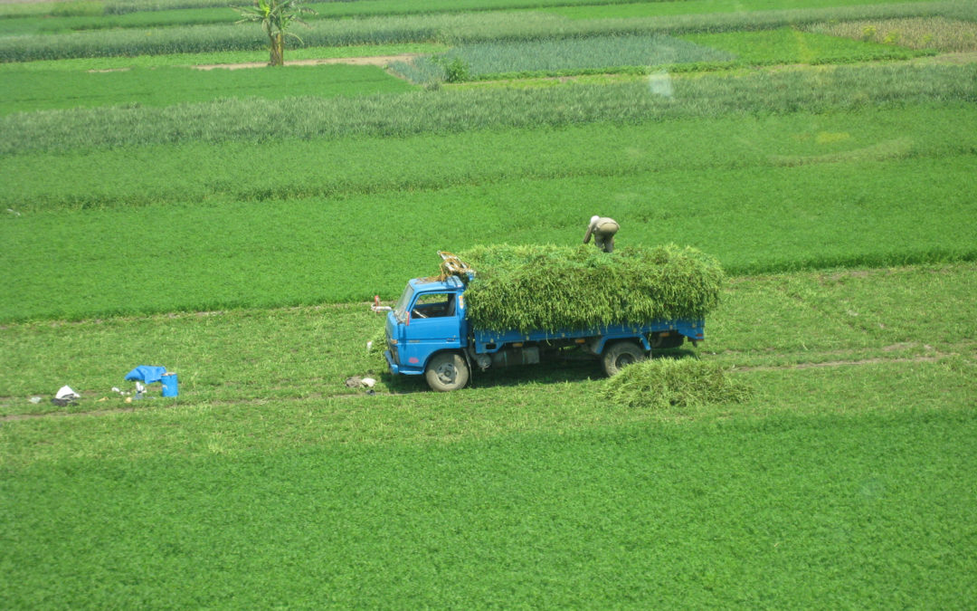 Behold, the harvest!