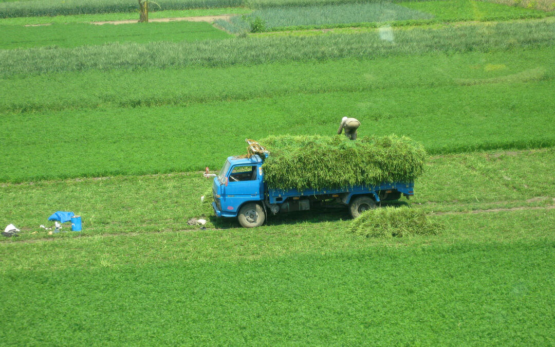 Behold, the Harvest!