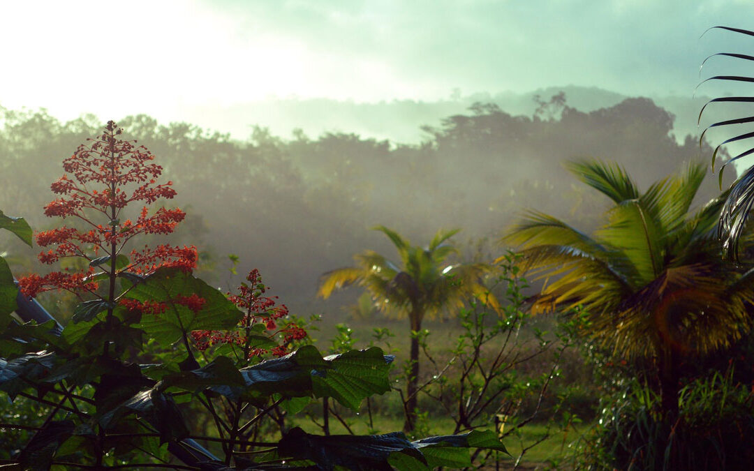 Live School Empowering Local Initiatives in Guyana