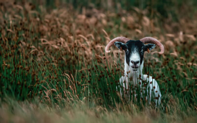 The All Purposeful, Loving and Merciful God